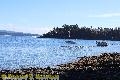 Chemainus Orcas